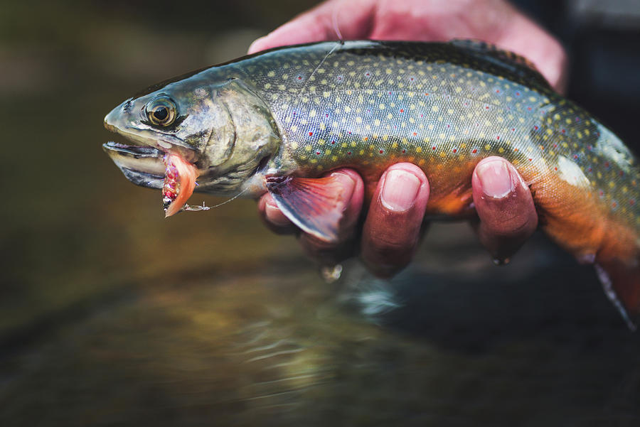 A Healthy Brook Trout With A Streamer Being Held In A Man’s Hands ...