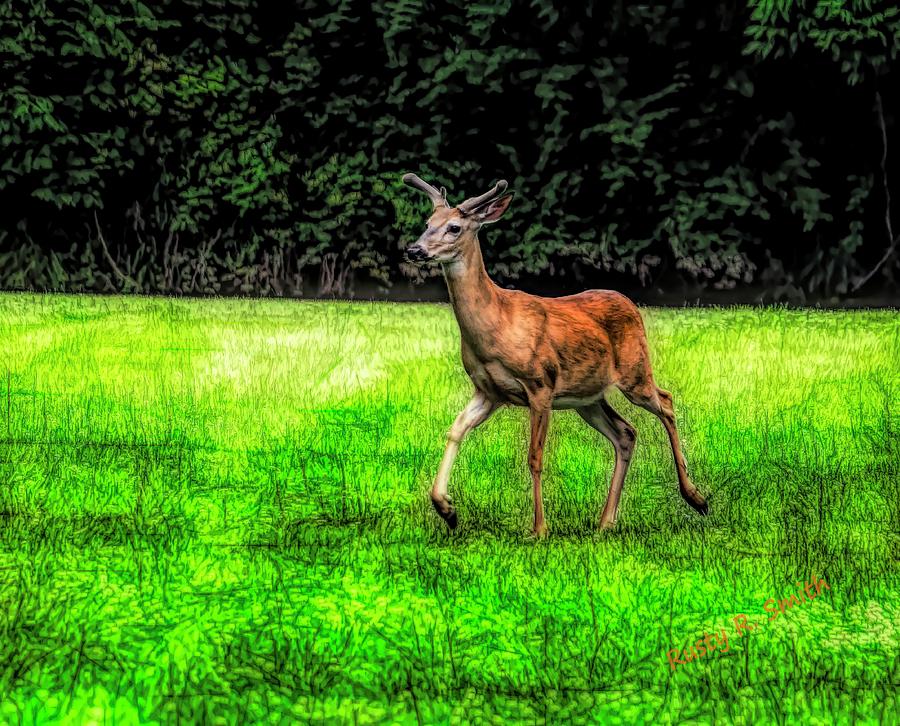 A healthy male white tailed deer with summer horns in velvet. by Rusty R Smith A healthy male white tailed deer with summer horns in velvet. by Rusty R Smith