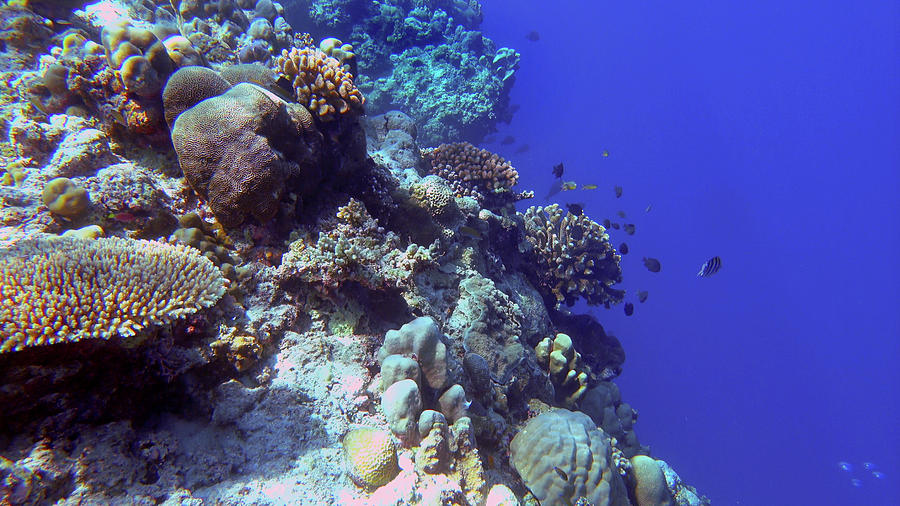 A healthy Tubbataha reef Photograph by Paul Ranky