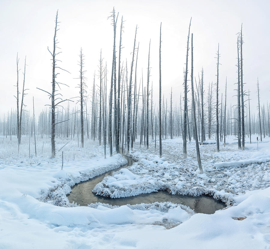 Yellowstone National Park Photograph - A Heart In Winter Forest by Dianne Mao