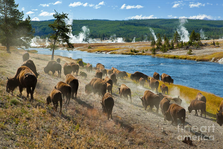 Fur Photograph - A Herd Of Bison Moves Quickly by Lee Prince Fur Photograph - A Herd Of Bison Moves Quickly by Lee Prince