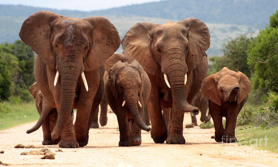 Play Photograph - A Herd Of Elephant Walk Towards by Jonathan Pledger