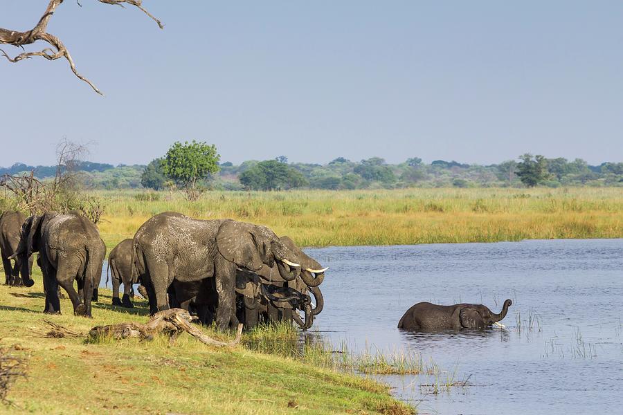 A Herd Of Elephants On The Kwando-mashi River, Horseshoe Bend, Bwabwata National Park, Zambesi, Caprivi, Namibia, Africa Photograph by Jalag / Gerald Hnel