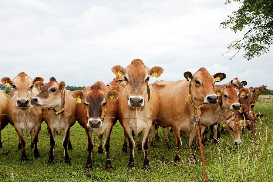 A Herd Of Jersey Cows Photograph by Myloupe/uig A Herd Of Jersey Cows Photograph by Myloupe/uig