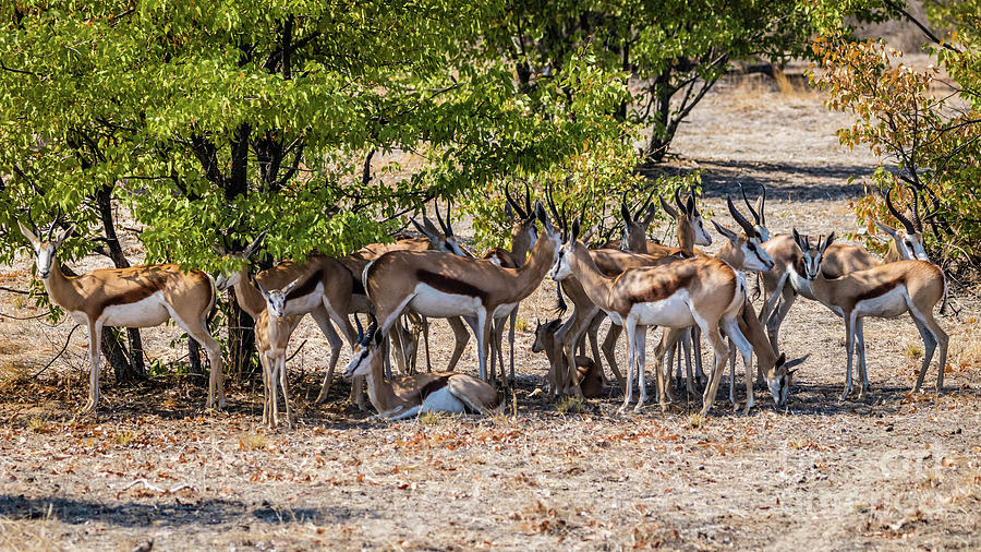 A herd of springboks, Namibia Photograph by Lyl Dil Creations