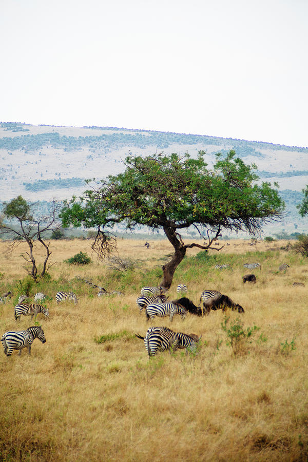 A Herd Of Zebras Grazing Under A Tree Photograph by Christian.plochacki