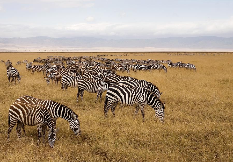 A Herd Of Zebras Photograph by Sean Russell