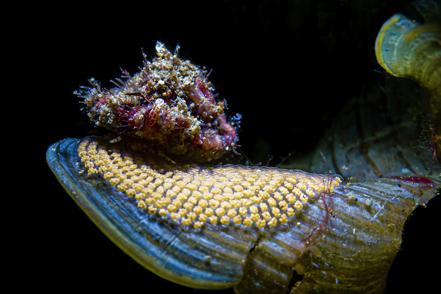 A Hermit Crab Laying Eggs On An Algae Photograph by Bruce Shafer