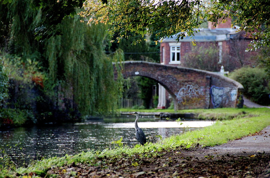 A Heron On The Towpath By A Canal Bridge Photograph by Martin Pickard
