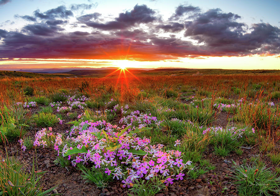 A High Desert Spring Photograph by Leland D Howard