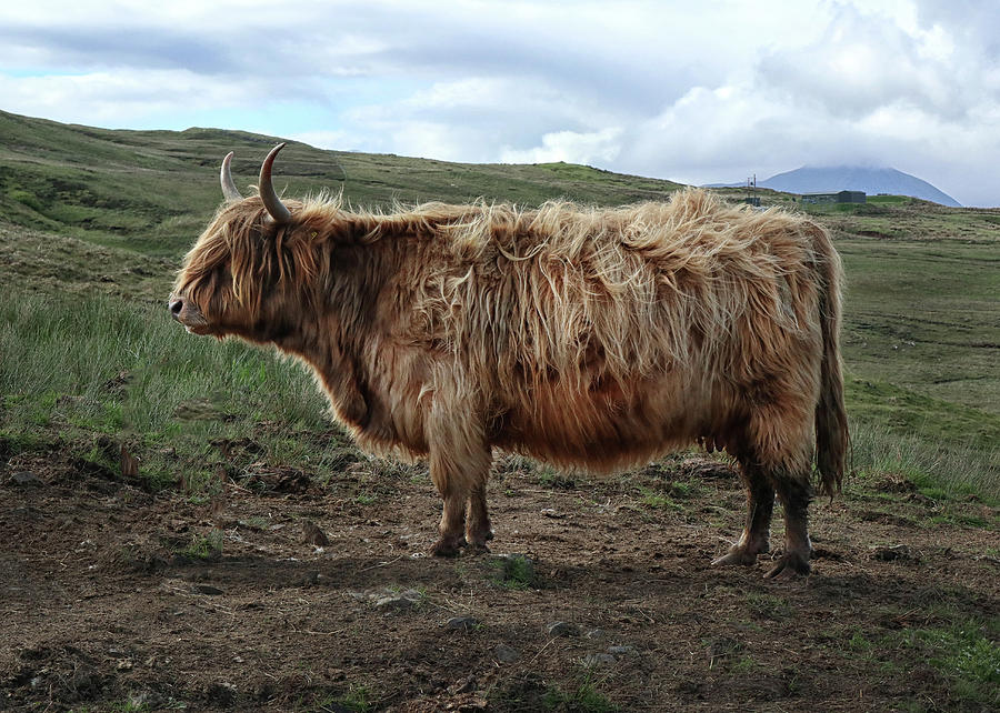 A Highland Cow Photograph by Dave Mills