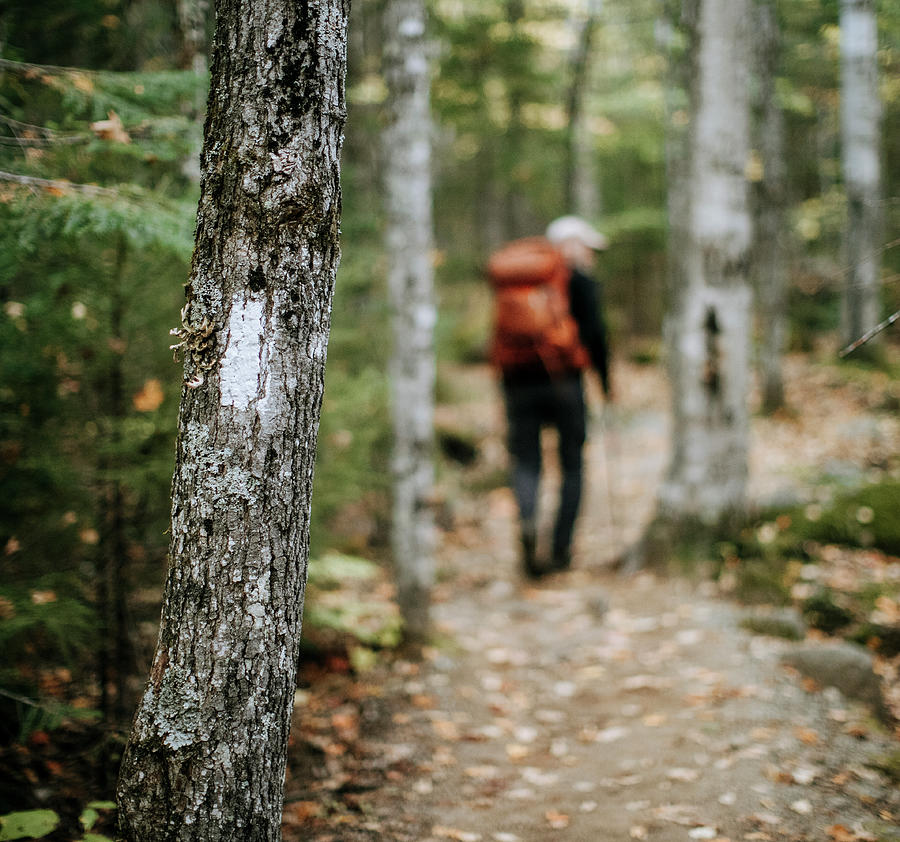 Nature Photograph - A Hiker Walks Past A Tree With A White Blaze Trail Marker by Cavan Images