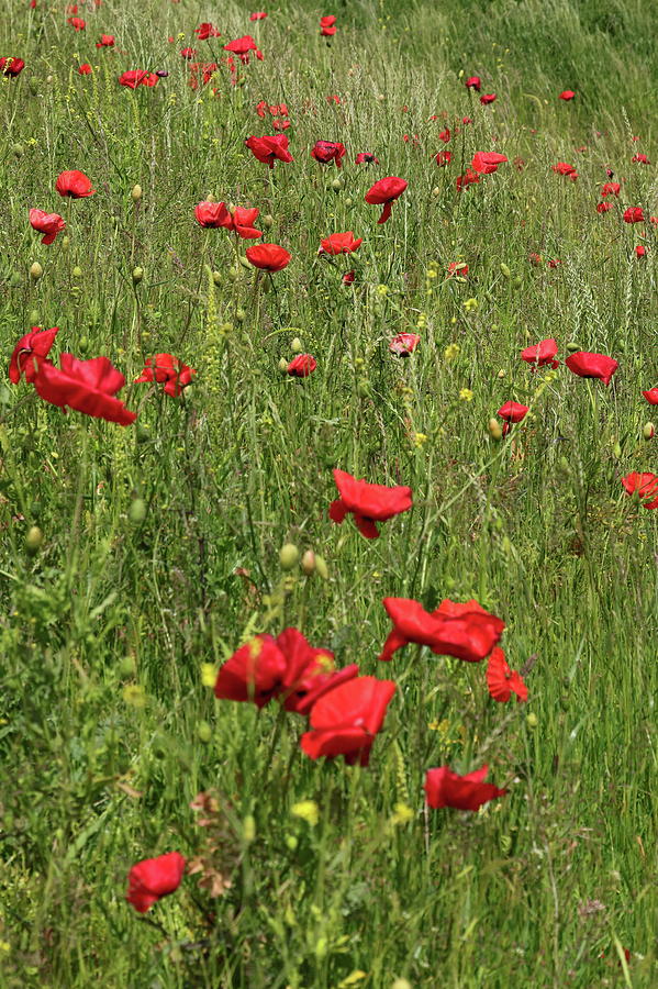 A Hill Of Poppies Photograph