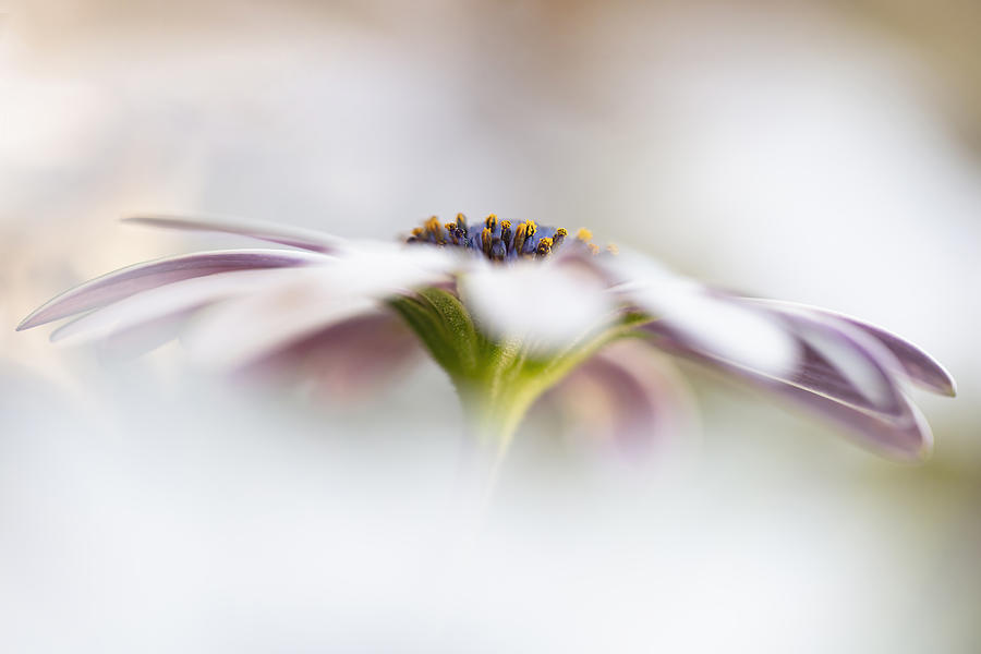 A Hint Of An African Daisy Photograph by Linda D Lester