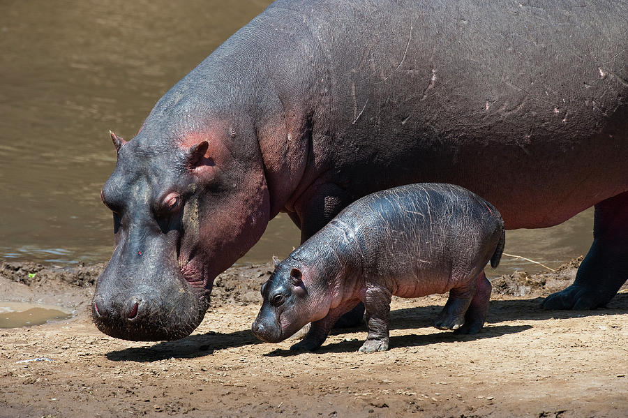 A Hippopotamus And Baby On A Sandbar Photograph by Nhpa