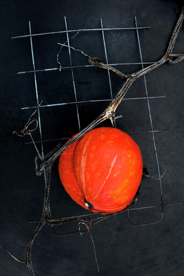 A Hokkaido Pumpkin, Grown Into Wire Mesh Photograph by Sabine Lscher