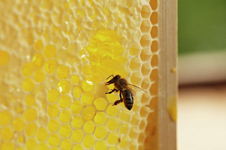 A Honey Bee Photograph by Herbert Lehmann