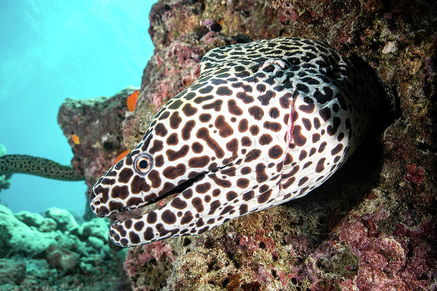 A Honeycomb Eel Emerges From Its Den Photograph by Brook Peterson - Pixels