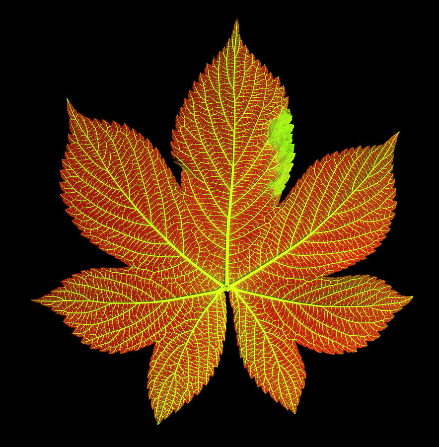 Chlorophyll Photograph - A Hops Leaf Dyed To Show Veins by Ted M. Kinsman Chlorophyll Photograph - A Hops Leaf Dyed To Show Veins by Ted M. Kinsman