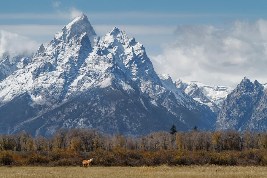 Mountain Photograph - A Horse In Front Of The Grand Teton by Galloimages Online