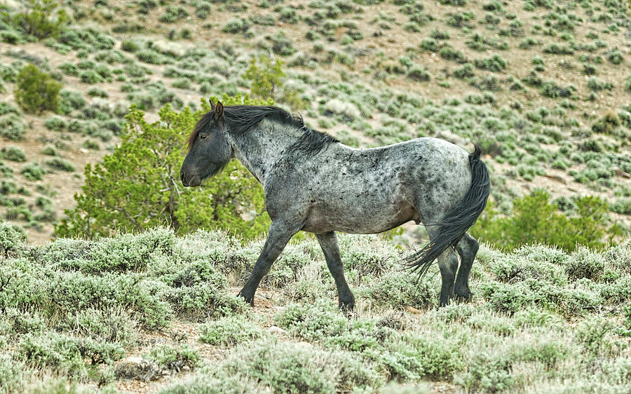Wild Photograph - A Horse Named Blue by Dennis Bolton Wild Photograph - A Horse Named Blue by Dennis Bolton