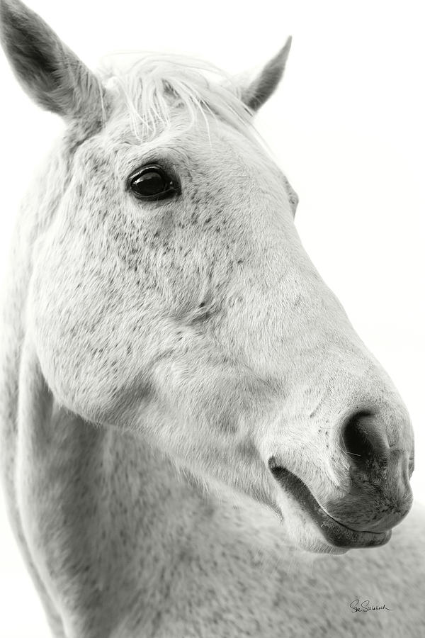 Animal Photograph - A Horse Named Lady II Bw by Sue Schlabach