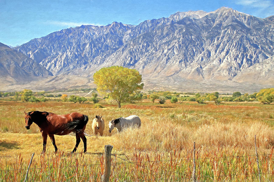 A Horse of a Different Color Photograph by Donna Kennedy