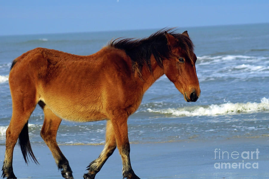 A Horse With No Name Photograph by Judy Carr Fine Art America