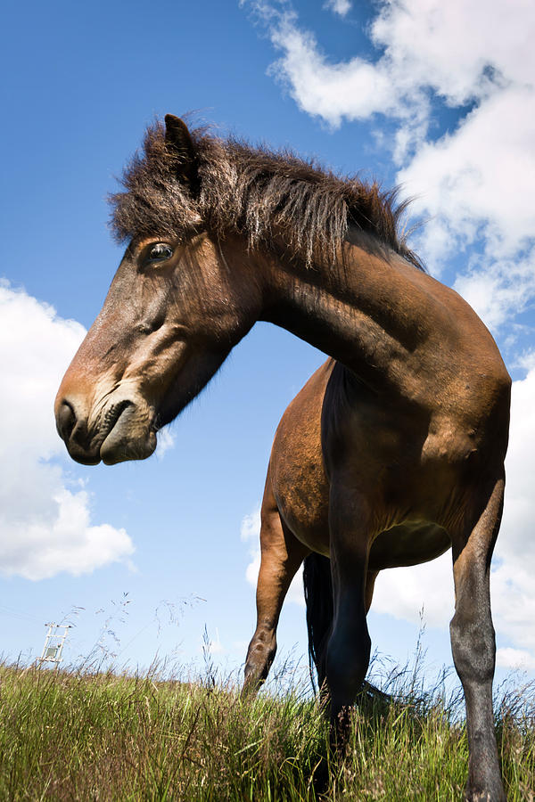 A Horse With No Name Photograph by Kristjan Sigurjonsson