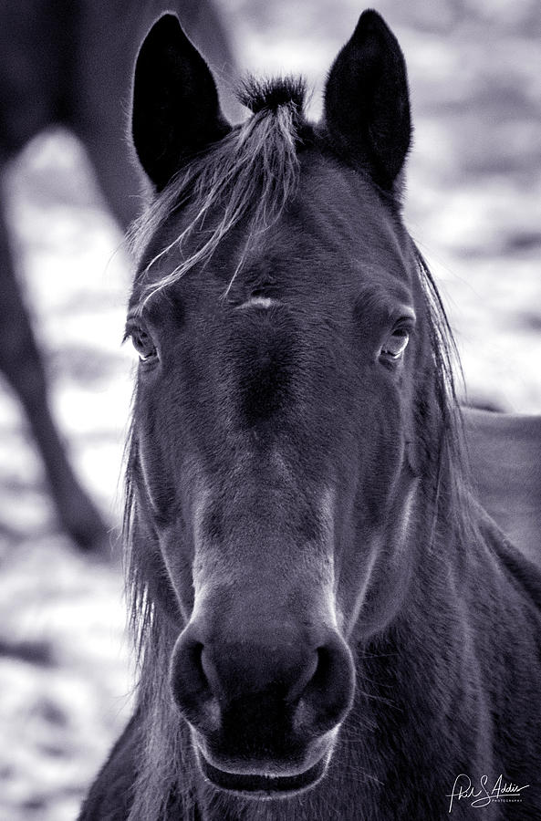 A Horse With No Name Photograph by Phil S Addis
