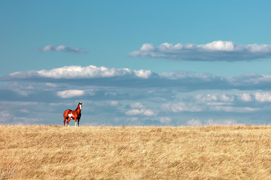 Horse Photograph - A Horse With No Name by Todd Klassy