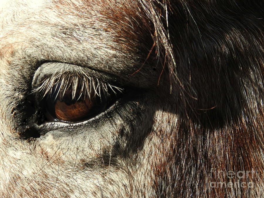 A Horses Eye Photograph by Carol Komassa