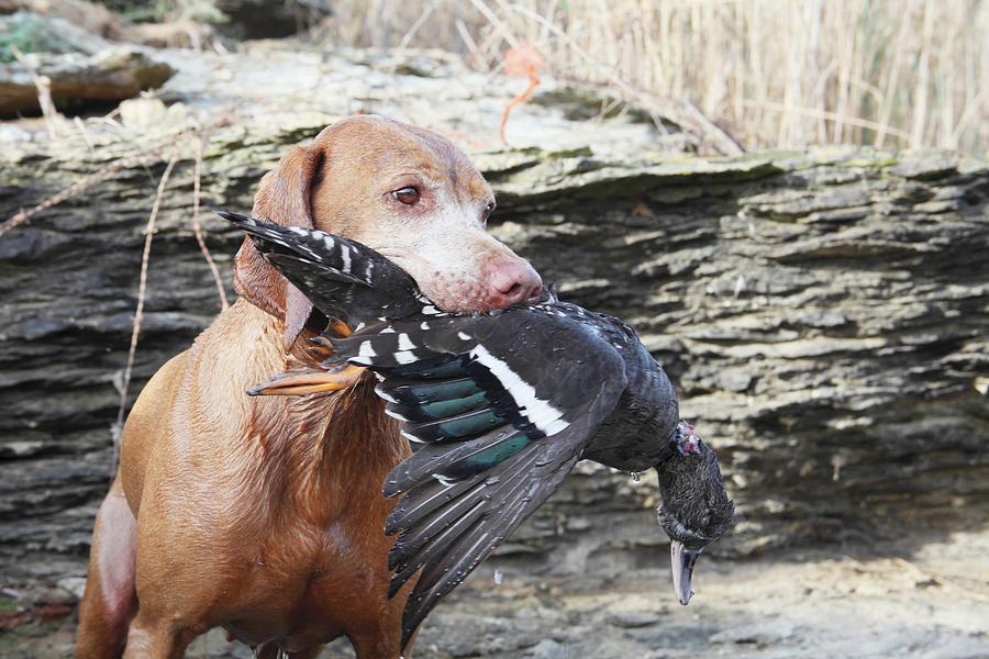 A Hound With A Duck Photograph by Simon Scarboro