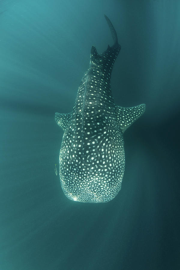 A Huge Whale Shark, Rhincodon Typus Photograph by Ethan Daniels - Fine ...