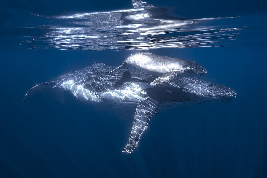 A Humpback Whale And Its Calf Photograph by Barathieu Gabriel