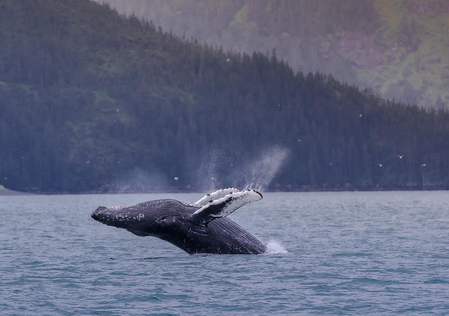 A Humpback Whale Jump Out Of  The Sea In Alaska Photograph by Tu Qiang (john) Chen