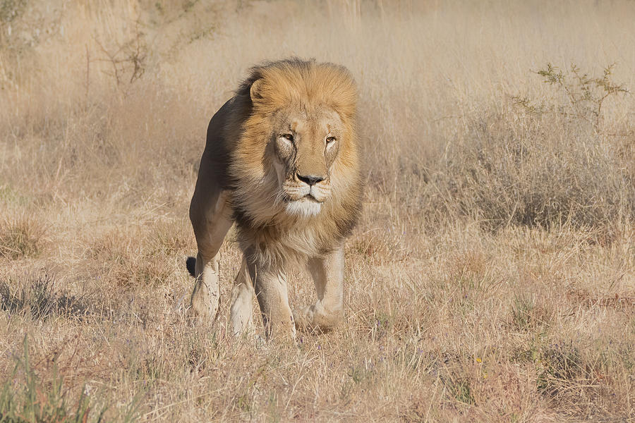 A Hungry Lion Photograph by Nancy Xu