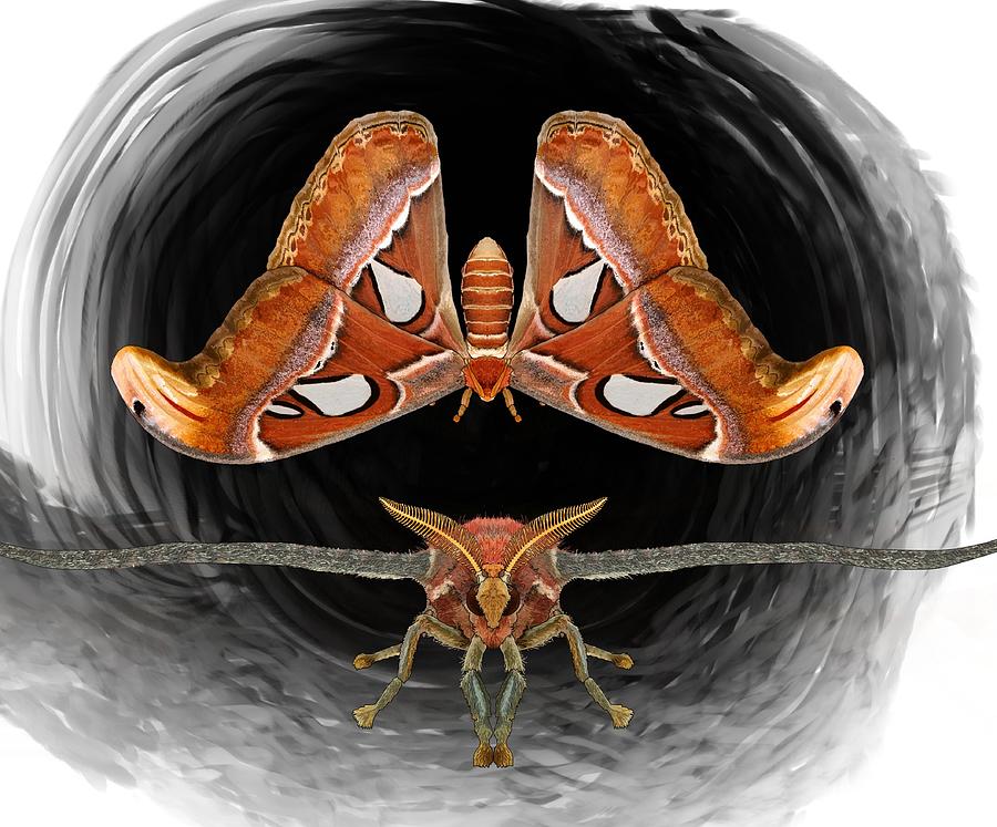 A is For Atlas Moth Drawing by Joan Stratton