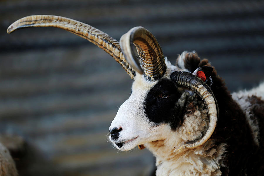 A Jacob Sheep Stands In Its Barn Photograph By Amir Cohen - Fine Art 