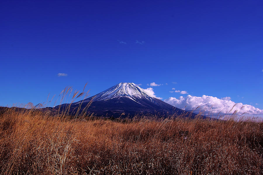 A Japanese-pampas-grass Field And Mt Photograph by Char