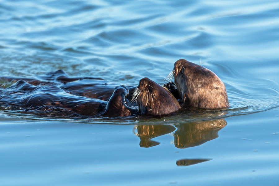 Wildlife Photograph - A Juvenile And Mother Sea Otter Float by Sheila Haddad