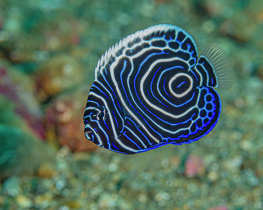 A Juvenile Emperor Angelfish Photograph by Bruce Shafer