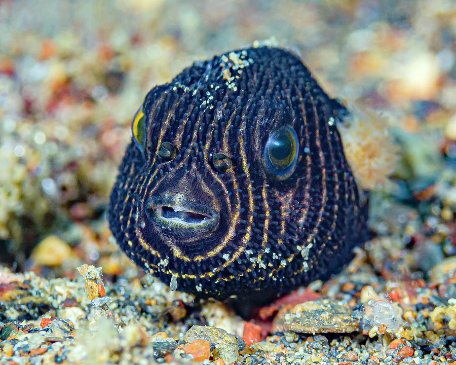 A Juvenile Star Puffer Arothron Photograph by Bruce Shafer