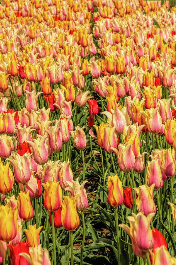 A Kaleidoscope of Tulips Photograph by Kristia Adams