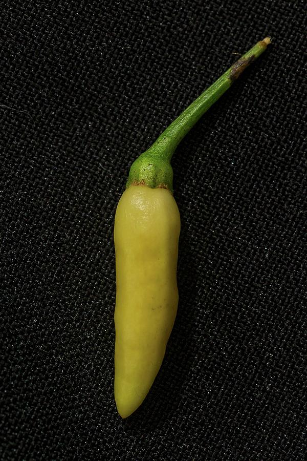 A Kanthari Chilli Pepper Photograph by Alfonso Calero