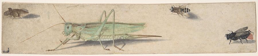 A Katydid, A Fly, A Bee, And A Fulgoroid Anonymous, Dutch, 17th Century Painting