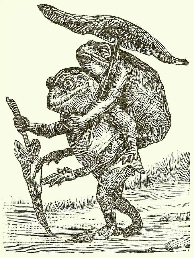 Frog Drawing - A Kind Husband by English School