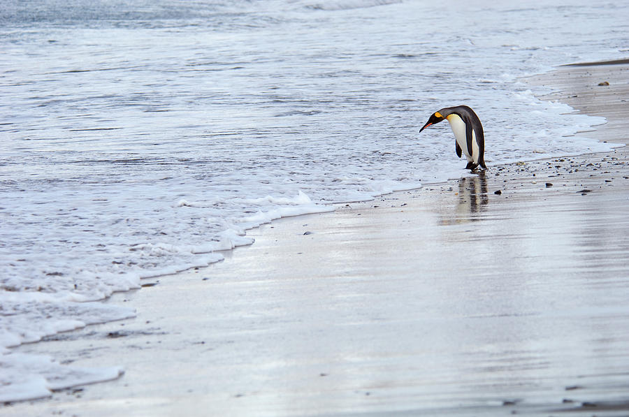 A King Penguin, Aptenodytes Photograph by Mint Images - David Schultz