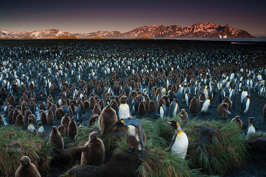 A King Penguin Colony, A Huge Group Of Photograph by Mint Images - Art Wolfe
