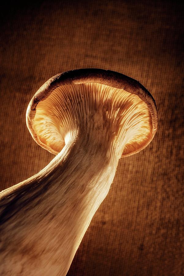 A King Trumpet Mushroom On A Wooden Surface Photograph by Julian Winkhaus